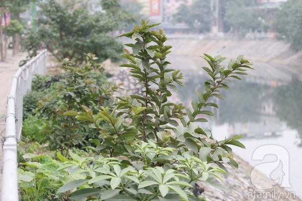 Vườn rau xanh mướt của người dân Hà Nội bên dòng sông Tô Lịch 16