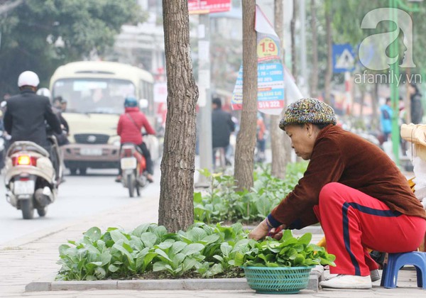 Vườn rau xanh mướt của người dân Hà Nội bên dòng sông Tô Lịch 4