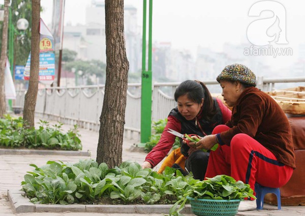 Vườn rau xanh mướt của người dân Hà Nội bên dòng sông Tô Lịch 5