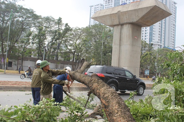 Hơn 100 cây xà cừ cuối cùng trên đường Nguyễn Trãi - Trần Phú bị chặt hạ 2