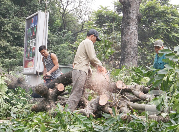 Tiếp tục chặt 123 cây xà cừ cổ thụ dọc tuyến đường sắt Cát Linh – Hà Đông 1