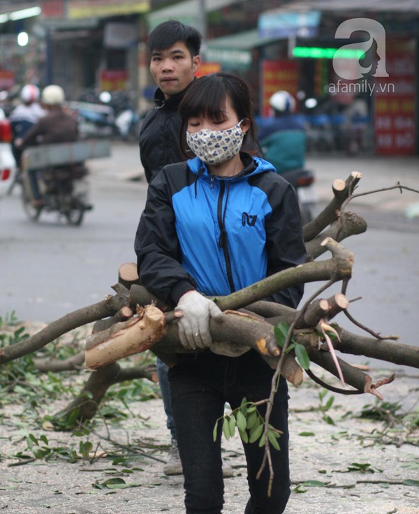 Hà Nội: Chặt hạ 6 cây xà cừ cổ thụ trước cổng ĐH Giao thông vận tải 8