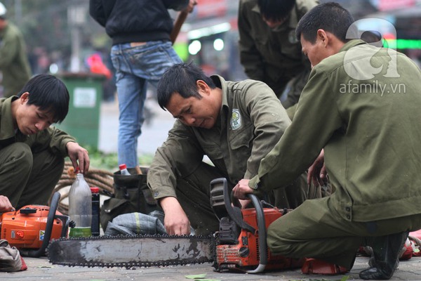 Hà Nội: Chặt hạ 6 cây xà cừ cổ thụ trước cổng ĐH Giao thông vận tải 10