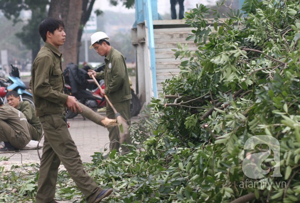 Hà Nội: Chặt hạ 6 cây xà cừ cổ thụ trước cổng ĐH Giao thông vận tải 6