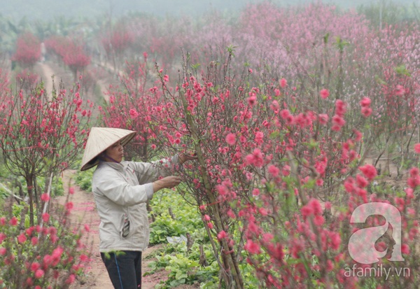 Nông dân Nhật Tân: 