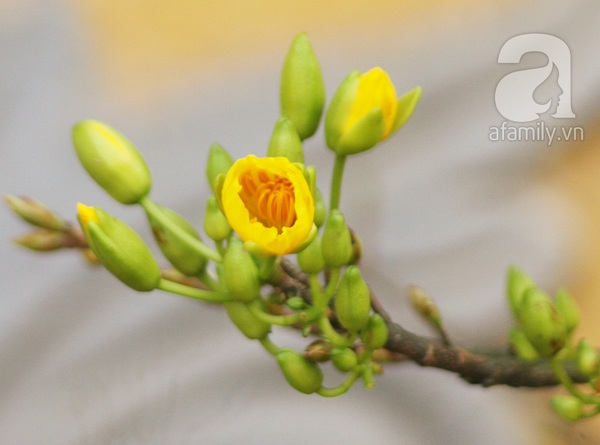 Mai v&agrave;ng trời Nam khoe sắc tuyệt đẹp giữa H&agrave; Nội ng&agrave;y gi&aacute;p Tết 7