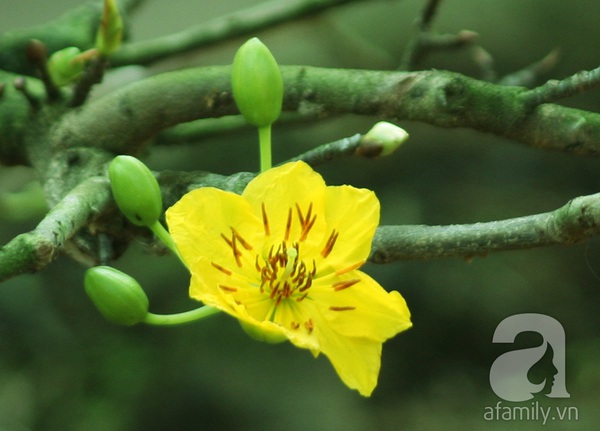 Mai v&agrave;ng trời Nam khoe sắc tuyệt đẹp giữa H&agrave; Nội ng&agrave;y gi&aacute;p Tết 11