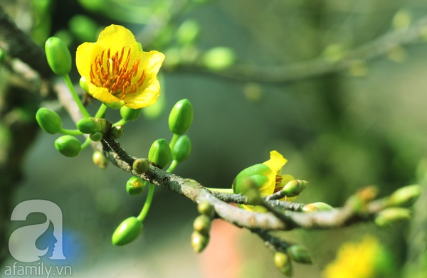 Mai v&agrave;ng trời Nam khoe sắc tuyệt đẹp giữa H&agrave; Nội ng&agrave;y gi&aacute;p Tết 6