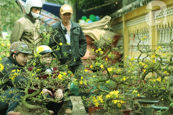 Mai v&agrave;ng trời Nam khoe sắc tuyệt đẹp giữa H&agrave; Nội ng&agrave;y gi&aacute;p Tết 3