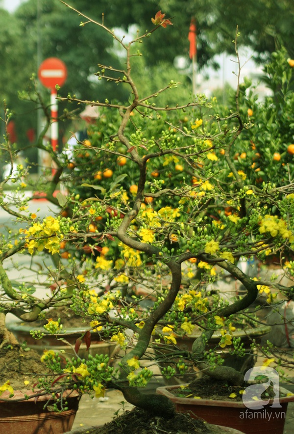 Mai v&agrave;ng trời Nam khoe sắc tuyệt đẹp giữa H&agrave; Nội ng&agrave;y gi&aacute;p Tết 1