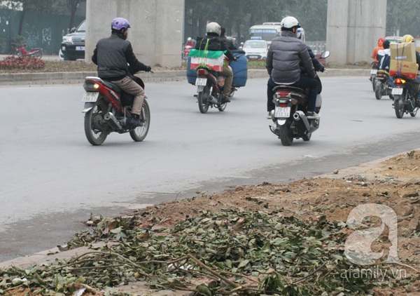 Chặt hết cây cổ thụ, nhiều người qua đường Nguyễn Trãi - Trần Phú tưởng bị lạc 5