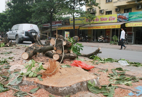 Chặt hết cây cổ thụ, nhiều người qua đường Nguyễn Trãi - Trần Phú tưởng bị lạc 2