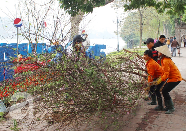 Đào rừng Tây Bắc khoe sắc tuyệt đẹp quanh Hồ Gươm 1