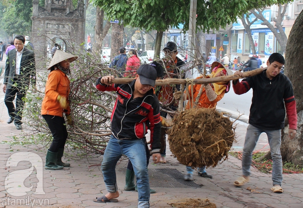 Đào rừng Tây Bắc khoe sắc tuyệt đẹp quanh Hồ Gươm 2