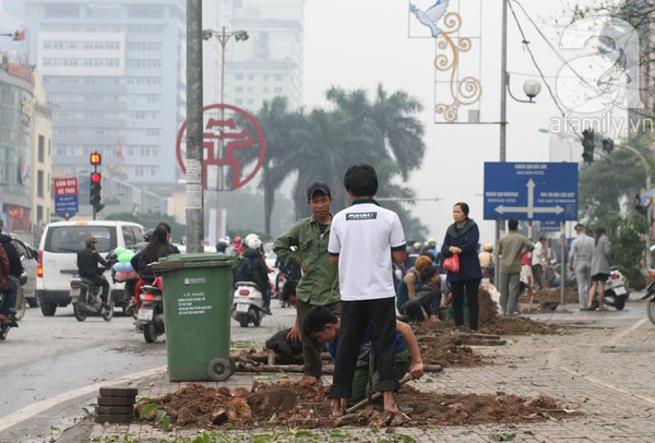 Chặt hạ, thay thế toàn bộ gần 400 cây xanh trên đường Nguyễn Chí Thanh 9