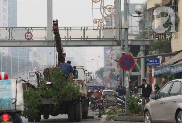 Chặt hạ, thay thế toàn bộ gần 400 cây xanh trên đường Nguyễn Chí Thanh 10