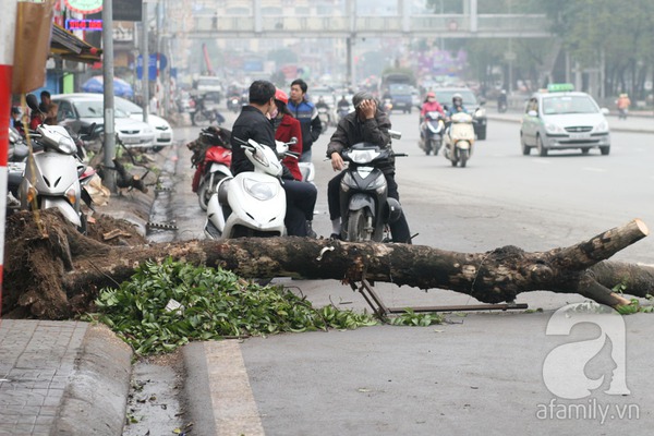 Chặt hạ, thay thế toàn bộ gần 400 cây xanh trên đường Nguyễn Chí Thanh 2