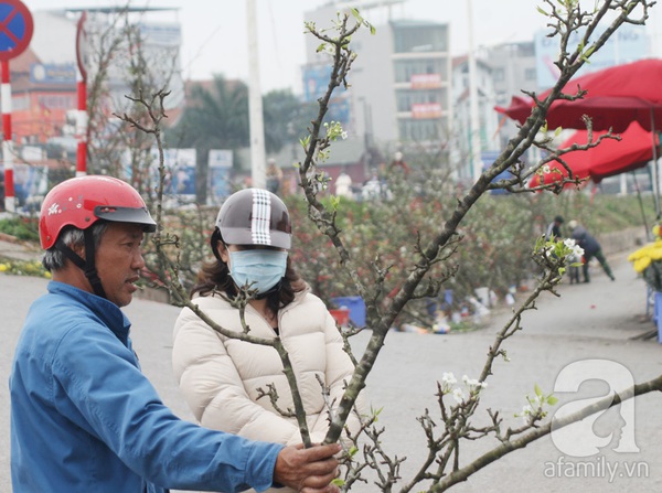 Người Hà Nội chi tiền triệu chơi hoa lê Rằm tháng Giêng 10