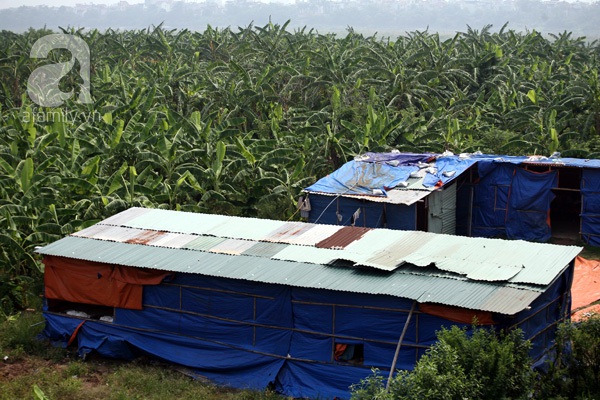 cầu long biên