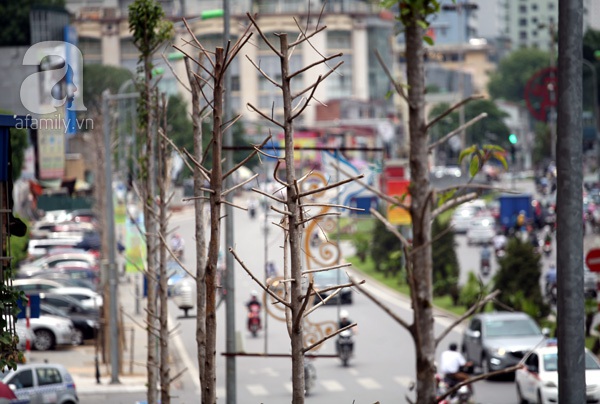 cây mỡ cây mỡ