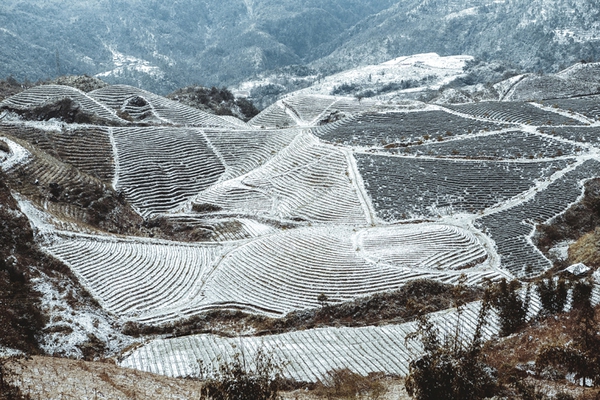 tuyết rơi ở sapa