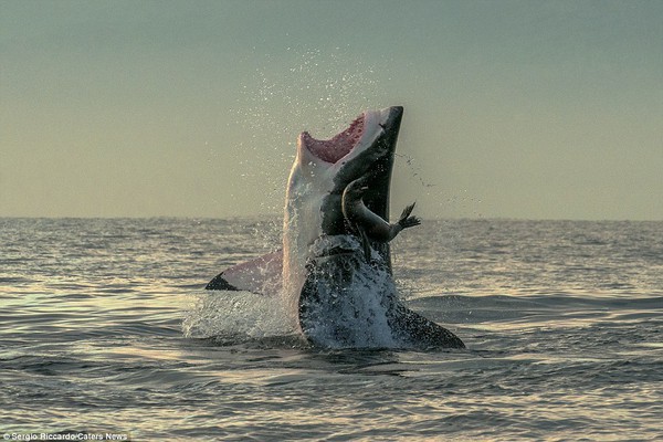 Ảnh độc: Hải cẩu thoát chết trong gang tấc trước hàm cá mập 1