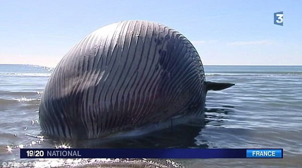 Xác cá voi 15 tấn sắp nổ trên bờ Địa Trung Hải 1