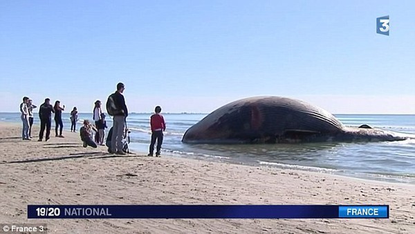 Xác cá voi 15 tấn sắp nổ trên bờ Địa Trung Hải 2
