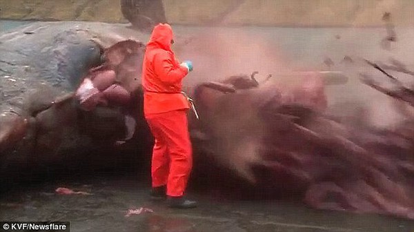 Xác cá voi 15 tấn sắp nổ trên bờ Địa Trung Hải 4