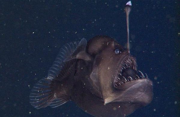 Phát hiện loài cá kỳ quái, miệng rộng, răng tua tủa 1
