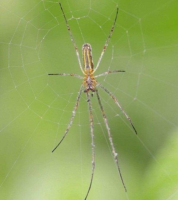 Ổ nhện khổng lồ hàng trăm triệu con ở trạm xử lý nước thải 6