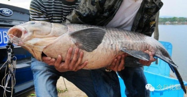 Câu được cá chép nặng 23kg dài 1,2m trong ao làng 3