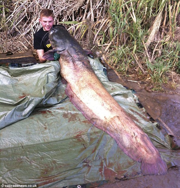 Cậu bé 14 tuổi câu được con cá da trơn khổng lồ nặng gần 100 kg 1