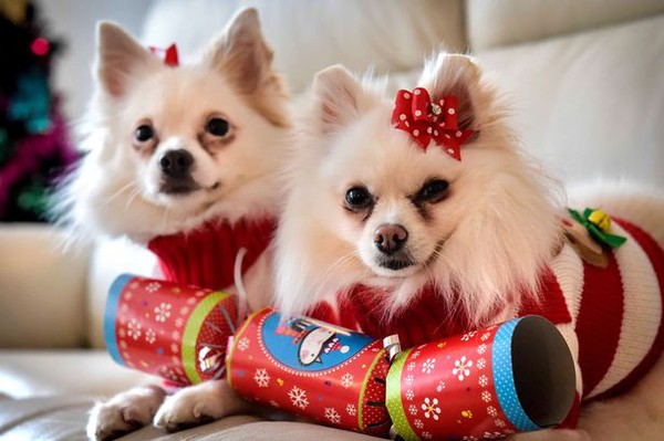 Cô gái dành 70 triệu mua quà Giáng sinh cho chó 1