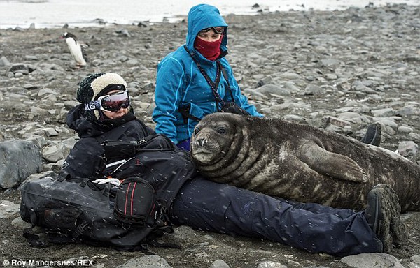 Hải cẩu bất ngờ ngủ gật trên người ở Nam Cực 1