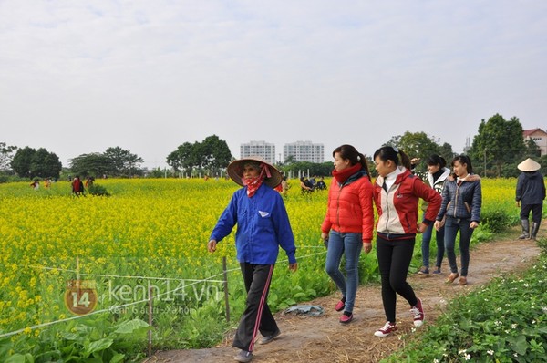 Hà Nội: Kiếm bạc triệu nhờ cho thuê vườn cải chụp ảnh vào dịp cuối tuần 2