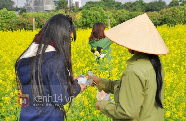 Hà Nội: Kiếm bạc triệu nhờ cho thuê vườn cải chụp ảnh vào dịp cuối tuần 8