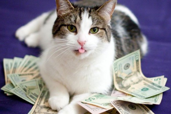 Trang web dành cho những chú mèo siêu giàu và cuộc sống 