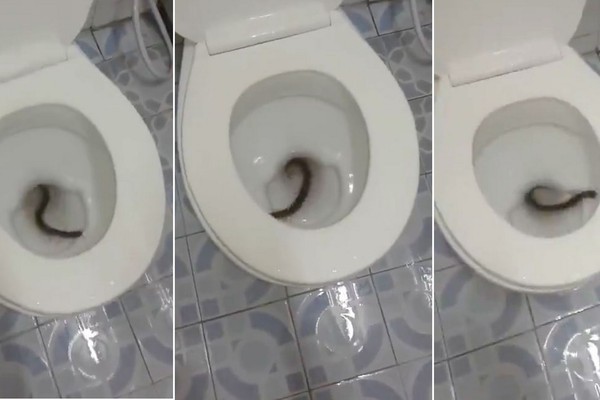 Hãi hùng phát hiện một con rết khổng lồ trong toilet 1