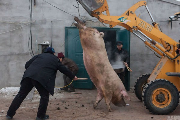 Chú lợn siêu khủng nặng 367kg, phải dùng xe cẩu để kéo lên 1
