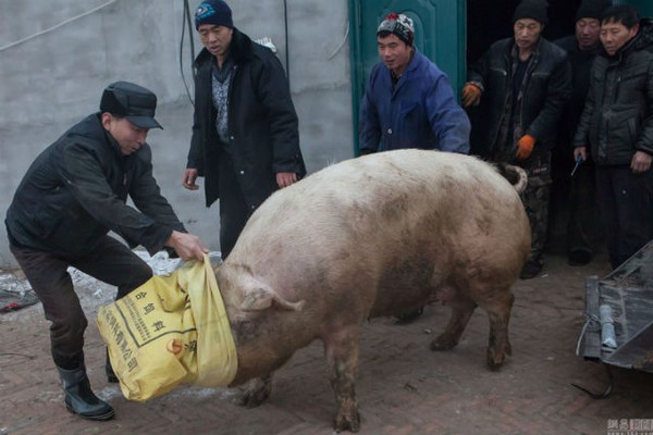 Chú lợn siêu khủng nặng 367kg, phải dùng xe cẩu để kéo lên 2