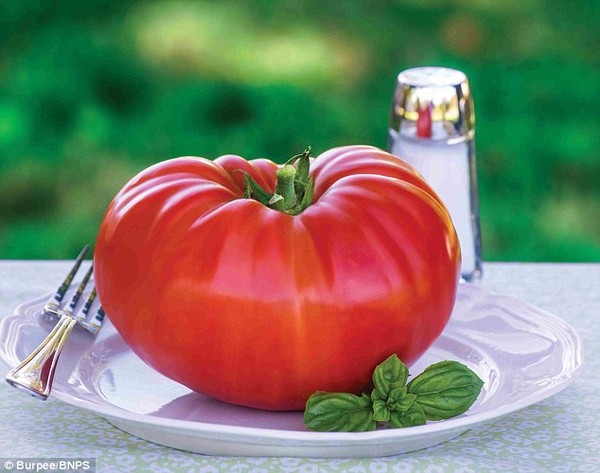 Quả cà chua to nhất thế giới nặng 1,3kg, đường kính 25cm 2