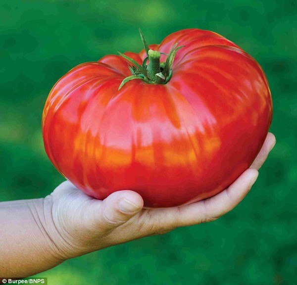Quả cà chua to nhất thế giới nặng 1,3kg, đường kính 25cm 3