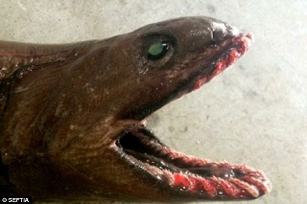 Bàng hoàng bắt được cá mập thời tiền sử có 300 chiếc răng 2