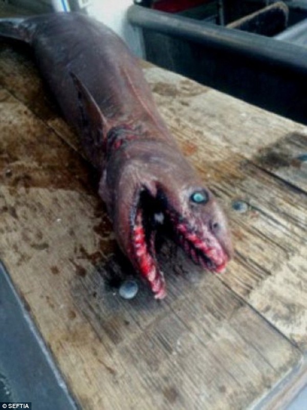 Bàng hoàng bắt được cá mập thời tiền sử có 300 chiếc răng 3