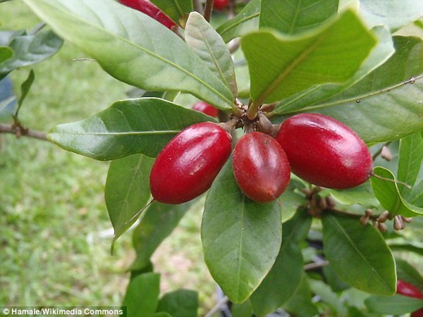 Loài quả mọng 