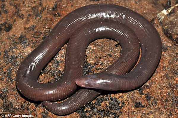 Xuất hiện loài động vật mới thân hình giống như giun đất và dài như rắn 1