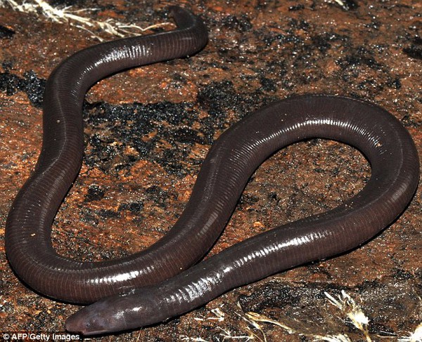 Xuất hiện loài động vật mới thân hình giống như giun đất và dài như rắn 2