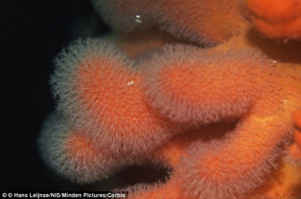 Giật mình bắt gặp san hô có hình dáng giống hệt ngón tay người 3