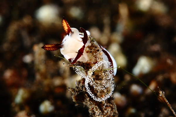 Những sinh vật ngụy trang đẹp ngất ngây dưới đáy biển 2